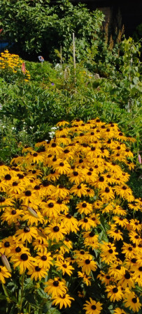 Rudbeckia Goldsturm